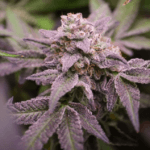 Dutch Passion Seeds Blue Applez cannabis plant image 2