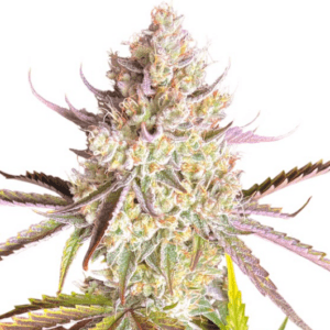 Dutch Passion Seeds Fruit Bomb Punch cannabis plant image 1