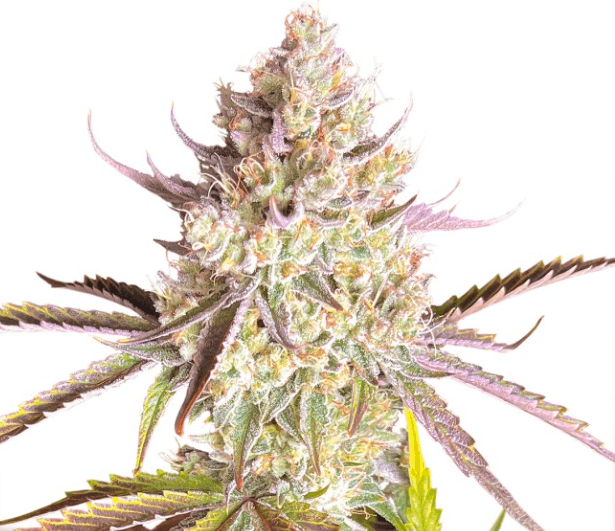Dutch Passion Seeds Fruit Bomb Punch cannabis plant image 1