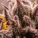 Dutch Passion Seeds Fruit Bomb Punch cannabis plant image 2