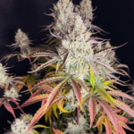 Dutch Passion Seeds Fruit Bomb Punch cannabis plant image 3