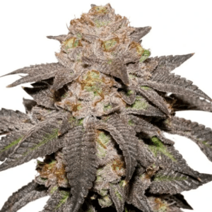 Dutch Passion Seeds Kingston Punch cannabis plant image 1