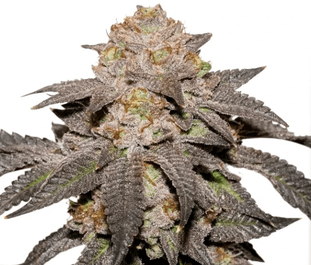 Dutch Passion Seeds Kingston Punch cannabis plant image 1