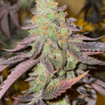 Dutch Passion Seeds Kingston Punch cannabis plant image 2