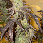 Dutch Passion Seeds Kingston Punch cannabis plant image 3