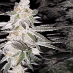 Dutch Passion Seeds Kingston Punch cannabis plant image 4