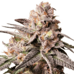 Dutch Passion Seeds Slush Mint Cake cannabis plant image 1