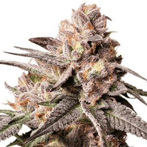 Dutch Passion Seeds Slush Mint Cake cannabis plant image 1