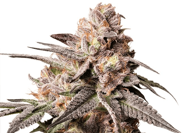 Dutch Passion Seeds Slush Mint Cake cannabis plant image 1