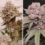 Dutch Passion Seeds Slush Mint Cake cannabis plant image 2