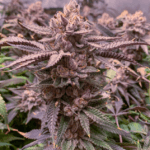 Dutch Passion Seeds Slush Mint Cake cannabis plant image 3
