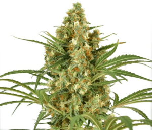 Snow Bud
