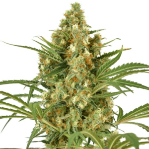 Dutch Passion Seeds Snow Bud cannabis plant image 1