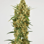 Dutch Passion Seeds Snow Bud cannabis plant image 2