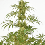 Dutch Passion Seeds Snow Bud cannabis plant image 3
