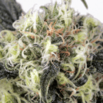 Dutch Passion Seeds Snow Bud cannabis plant image 4