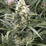 Dutch Passion Seeds Snow Bud cannabis plant image 5