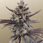 FastBuds Banana Purple Punch Auto RF3 cannabis plant image 1