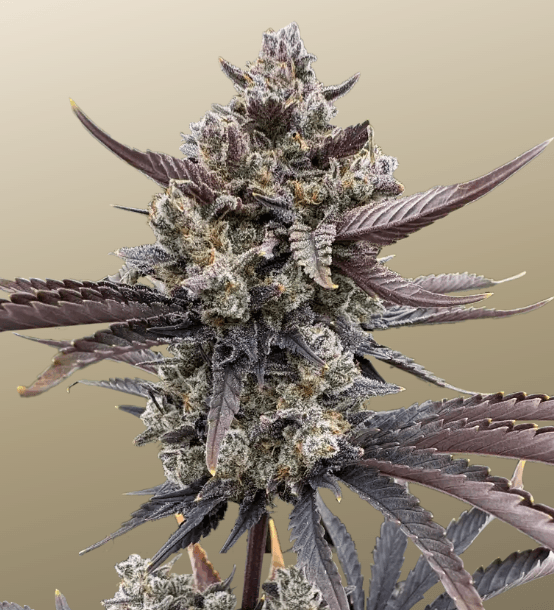 FastBuds Banana Purple Punch Auto RF3 cannabis plant image 1