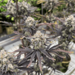 FastBuds Banana Purple Punch Auto RF3 cannabis plant image 2