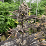 FastBuds Banana Purple Punch Auto RF3 cannabis plant image 3