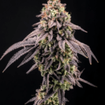 FastBuds Biscotti Gelato cannabis plant image 1