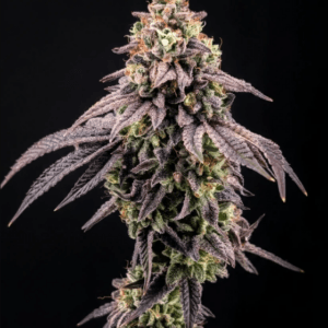 FastBuds Biscotti Gelato cannabis plant image 1