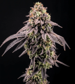 Biscotti Gelato