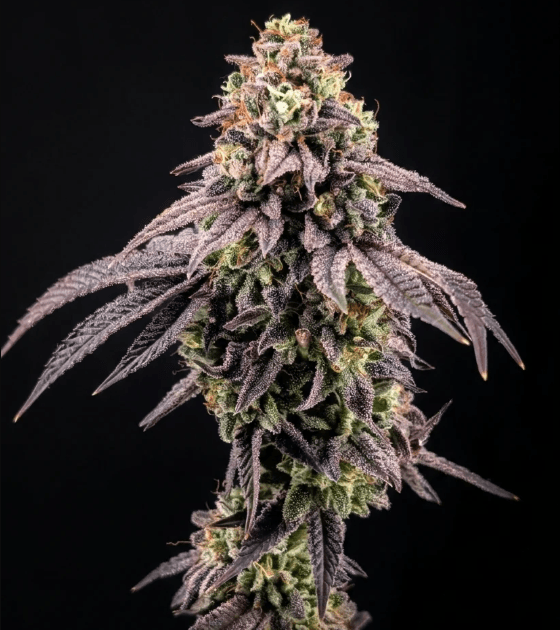 FastBuds Biscotti Gelato cannabis plant image 1