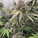 FastBuds Biscotti Gelato cannabis plant image 2