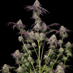 FastBuds Biscotti Gelato cannabis plant image 3
