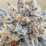 FastBuds Cherry Cola Auto RF3 cannabis plant image 1