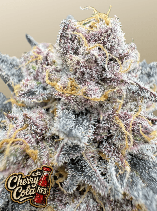 FastBuds Cherry Cola Auto RF3 cannabis plant image 1