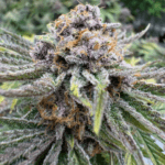 FastBuds Cherry Cola Auto RF3 cannabis plant image 2