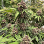 FastBuds Cherry Cola Auto RF3 cannabis plant image 3