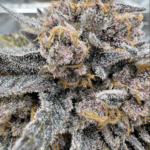 FastBuds Cherry Cola Auto RF3 cannabis plant image 4