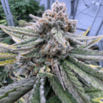 FastBuds Cherry Cola Auto RF3 cannabis plant image 5