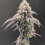 FastBuds Garlic Mint Sherbet cannabis plant image 1