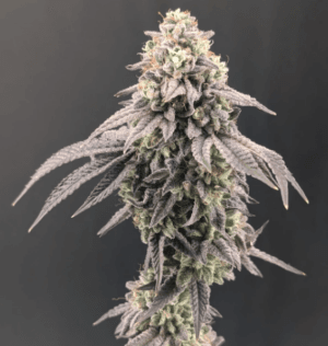 Garlic Mint Sherbet