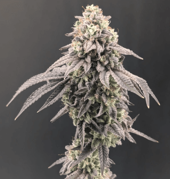 FastBuds Garlic Mint Sherbet cannabis plant image 1