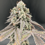 FastBuds Garlic Mint Sherbet cannabis plant image 2