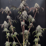 FastBuds Garlic Mint Sherbet cannabis plant image 3