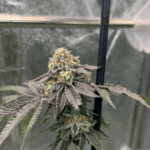 FastBuds Gary Sherbet cannabis plant image 2