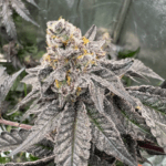 FastBuds Gary Sherbet cannabis plant image 3