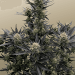 FastBuds Guava Auto RF3 cannabis plant image 1