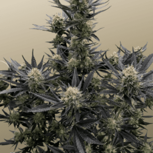 FastBuds Guava Auto RF3 cannabis plant image 1