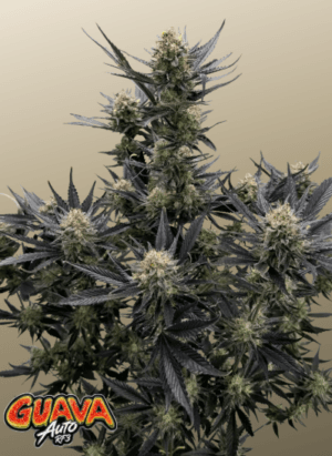 Guava Auto RF3