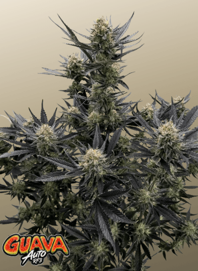 FastBuds Guava Auto RF3 cannabis plant image 1