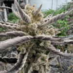 FastBuds Guava Auto RF3 cannabis plant image 2