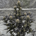 FastBuds Guava Auto RF3 cannabis plant image 3